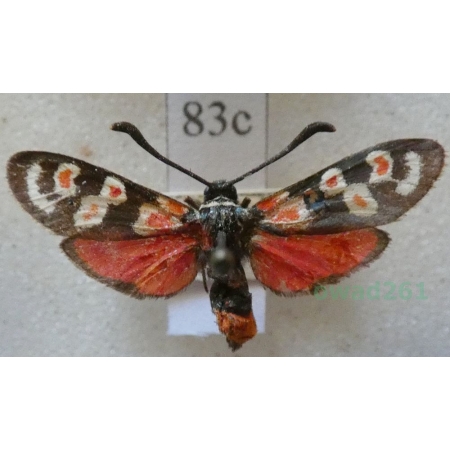 Zygaena occitanica (Villers, 1789) France83c